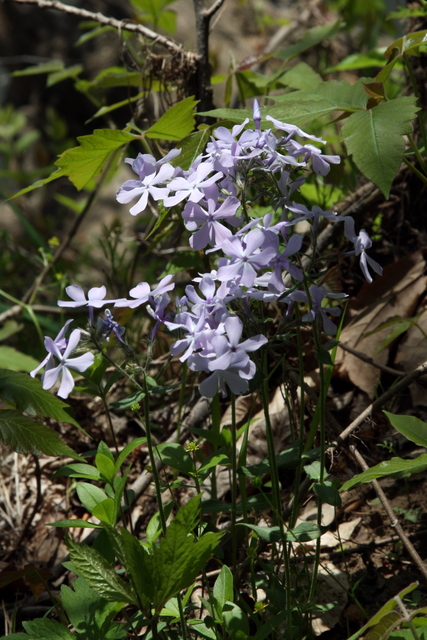 Phlox divaricata - plants