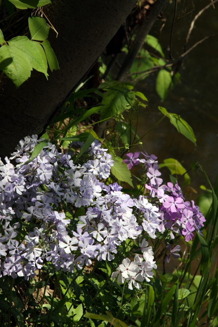 Phlox divaricata - plants