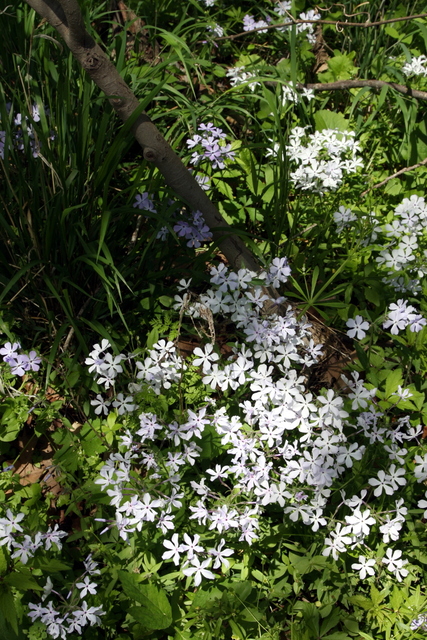 Phlox divaricata - plants