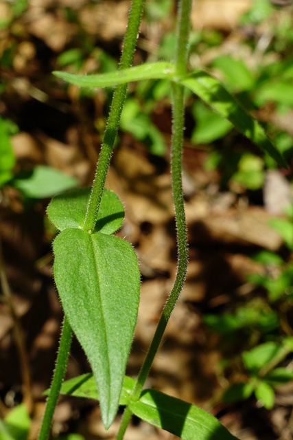 Phlox divaricata - stem