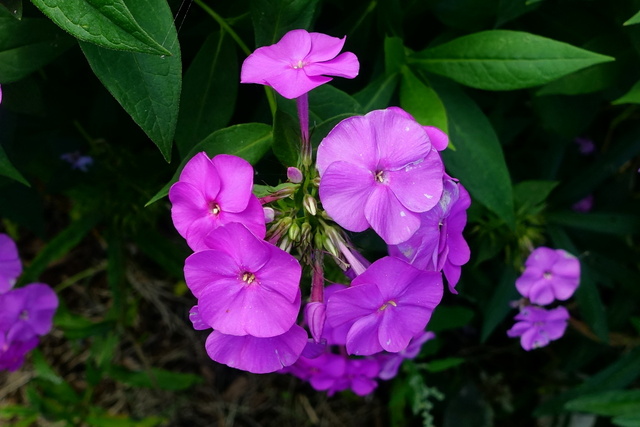 Phlox paniculata