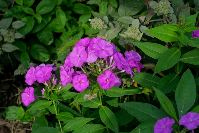 Phlox paniculata