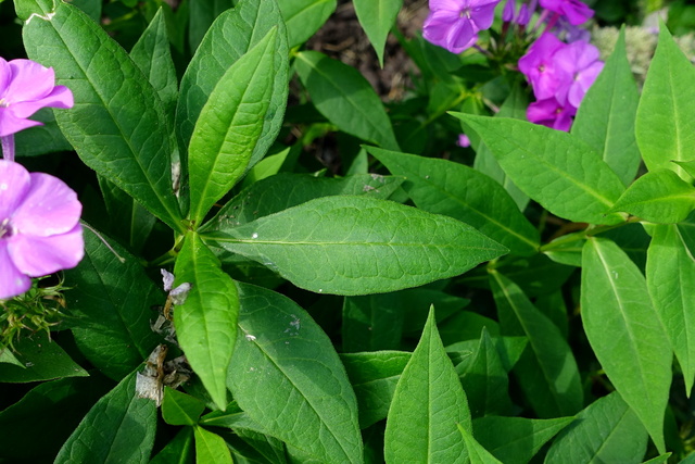 Phlox paniculata - leaves