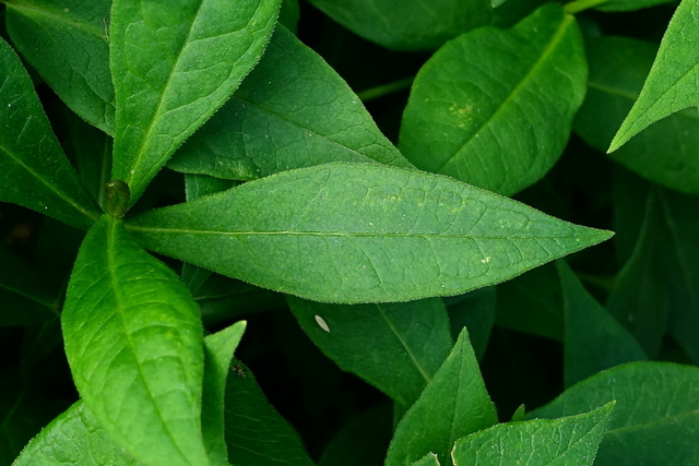 Phlox paniculata - leaves