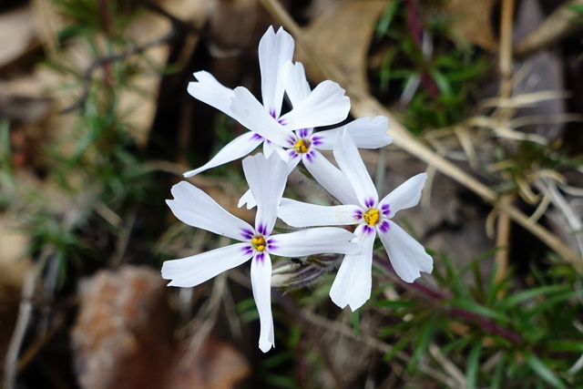 Phlox subulata