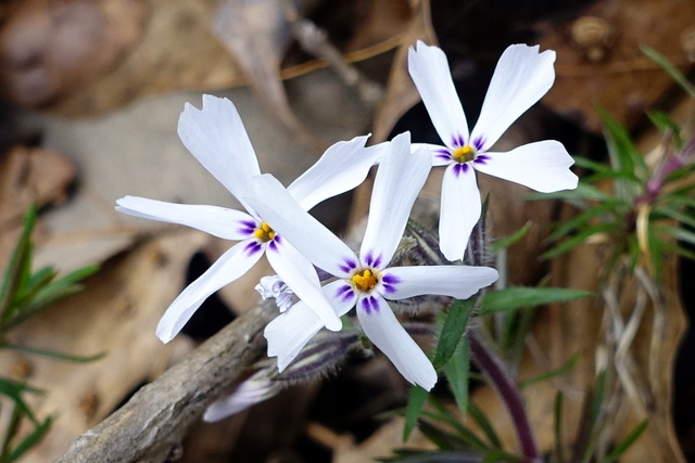 Phlox subulata