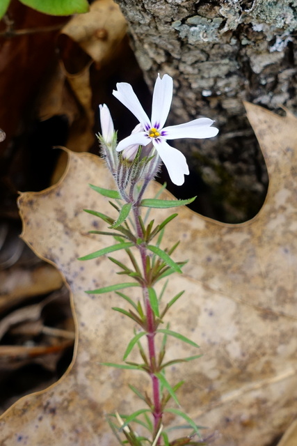 Phlox subulata