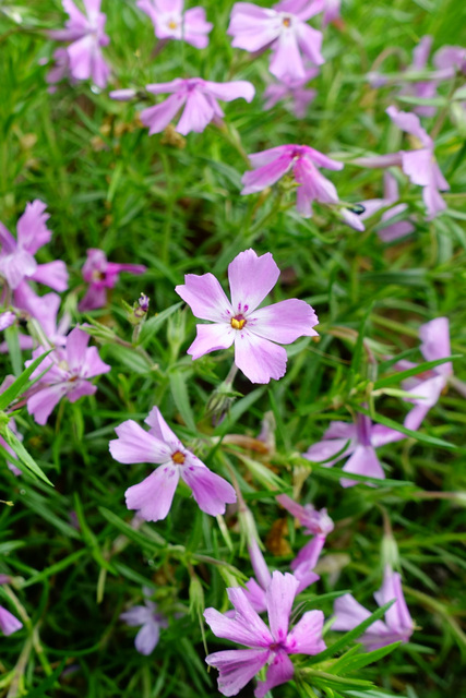 Phlox subulata