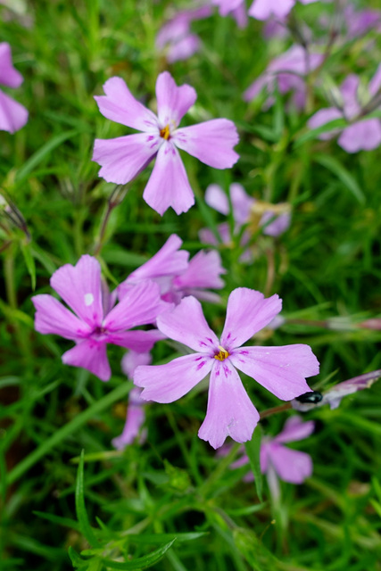 Phlox subulata