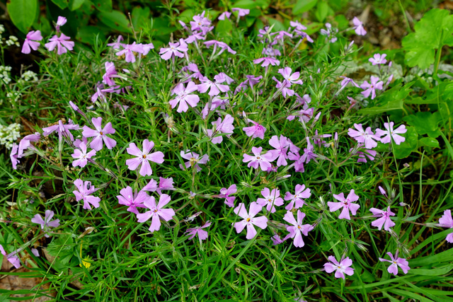 Phlox subulata