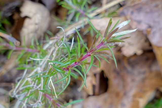 Phlox subulata - leaves