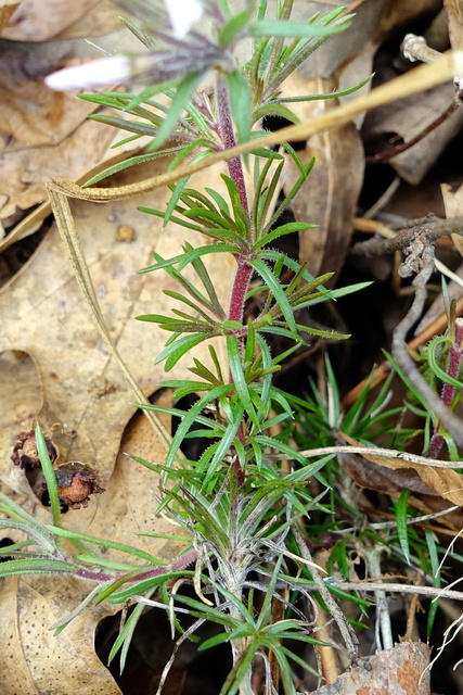 Phlox subulata - leaves