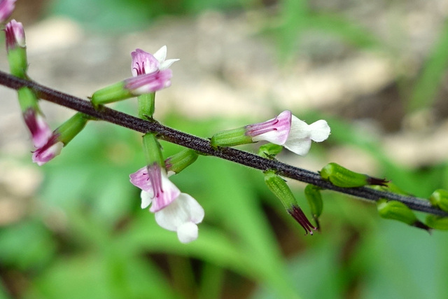 Phryma leptostachya