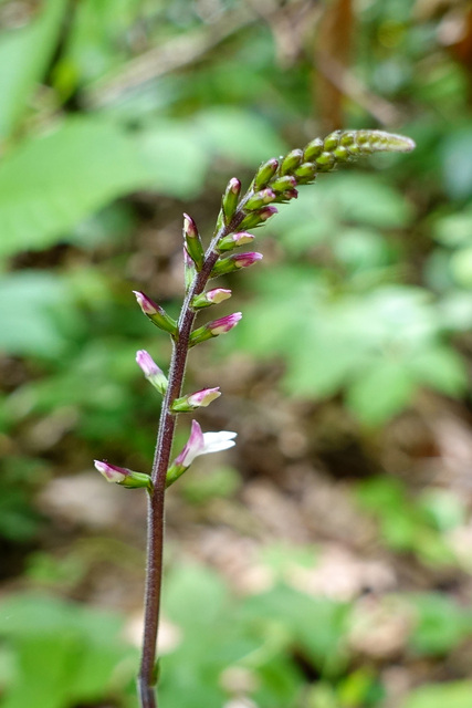 Phryma leptostachya