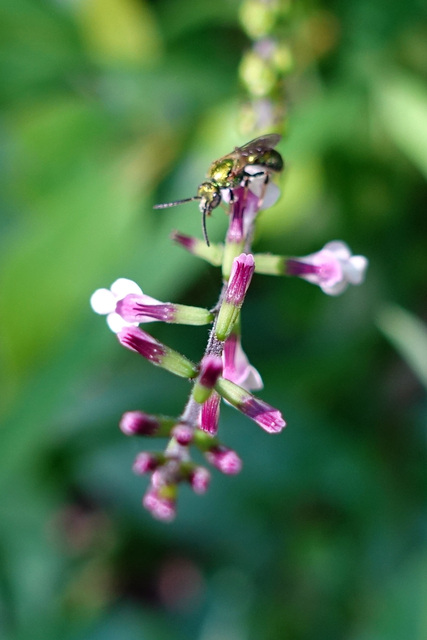 Phryma leptostachya