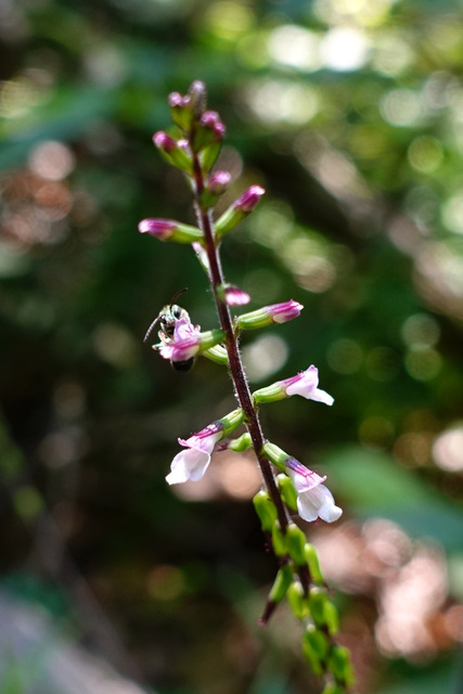 Phryma leptostachya