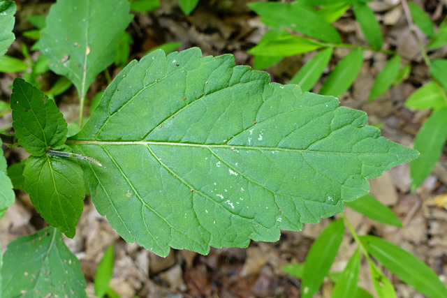 Phryma leptostachya - leaves