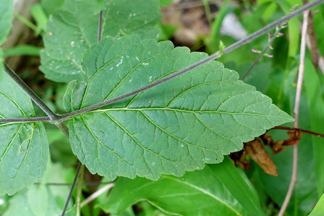 Phryma leptostachya - leaves