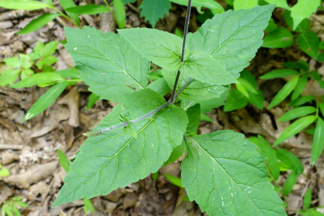 Phryma leptostachya - leaves