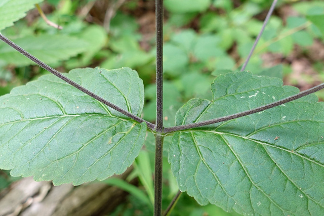 Phryma leptostachya - stem