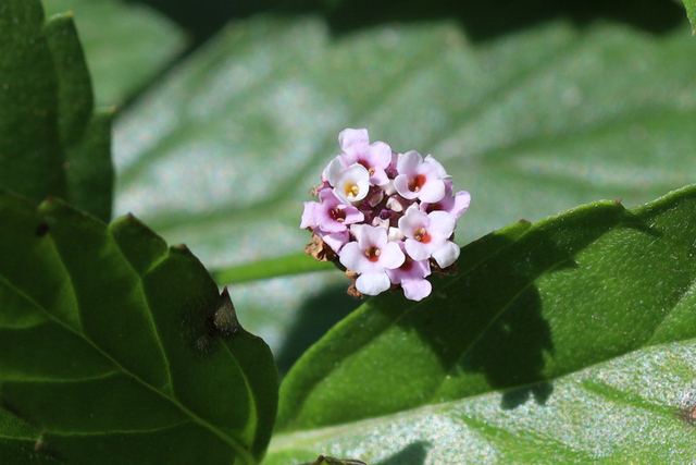 Phyla lanceolata