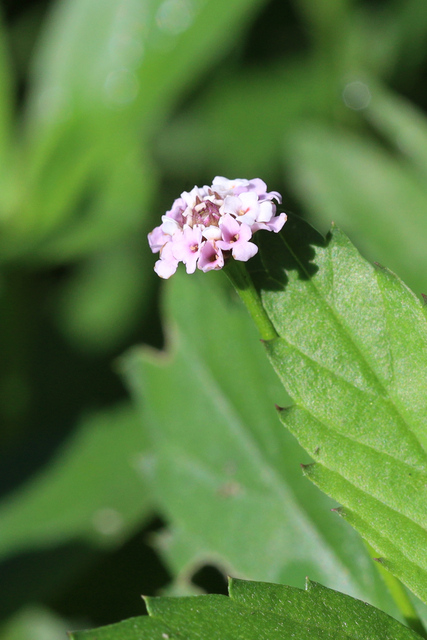 Phyla lanceolata