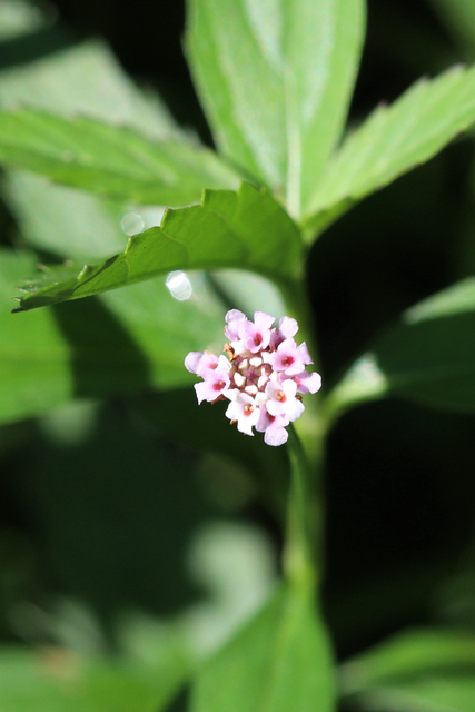 Phyla lanceolata