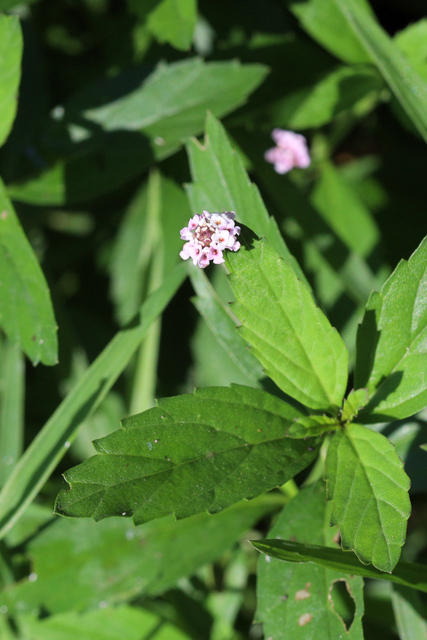 Phyla lanceolata