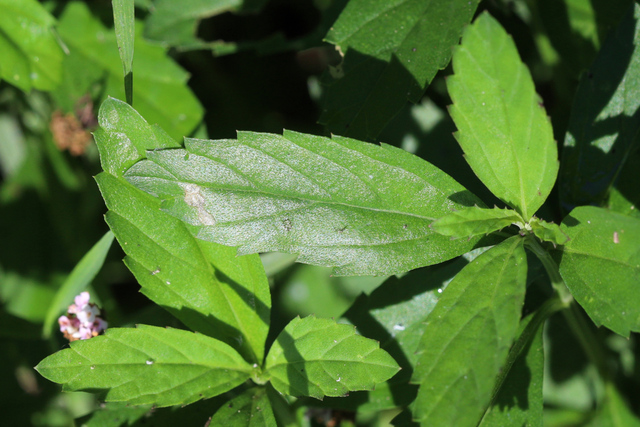 Phyla lanceolata - leaves