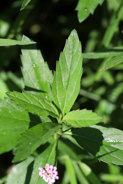 Phyla lanceolata - leaves