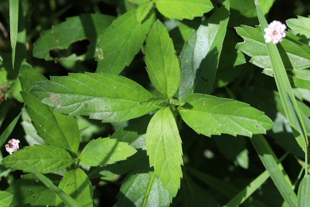 Phyla lanceolata - leaves