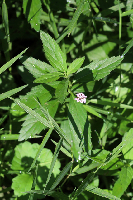 Phyla lanceolata - plant