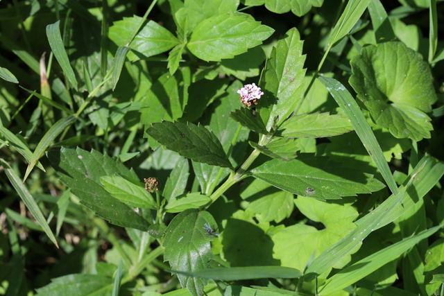 Phyla lanceolata - plant