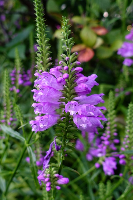 Physostegia virginiana