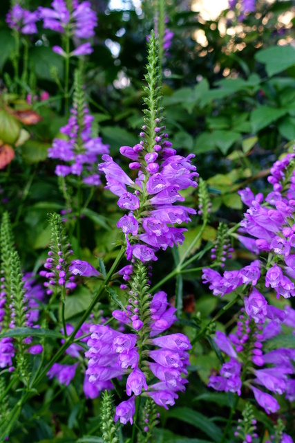 Physostegia virginiana