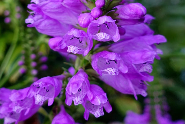 Physostegia virginiana