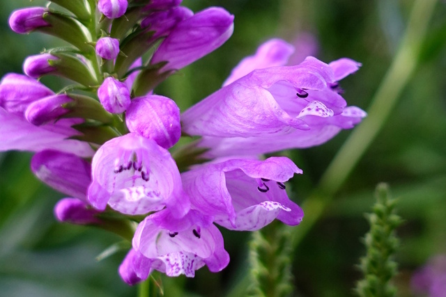 Physostegia virginiana