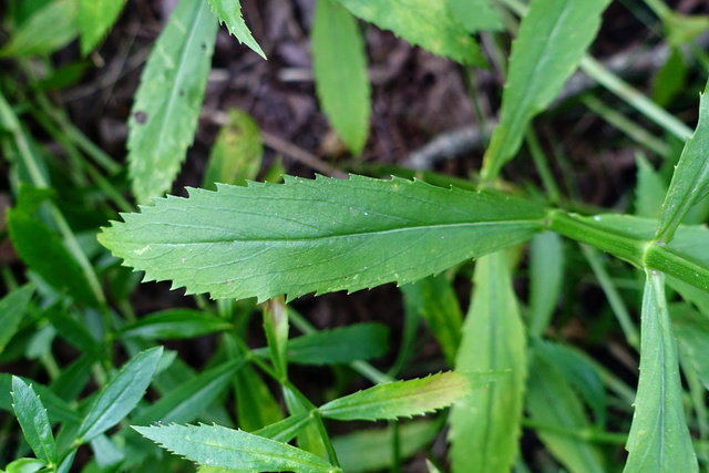 Physostegia virginiana - leaves