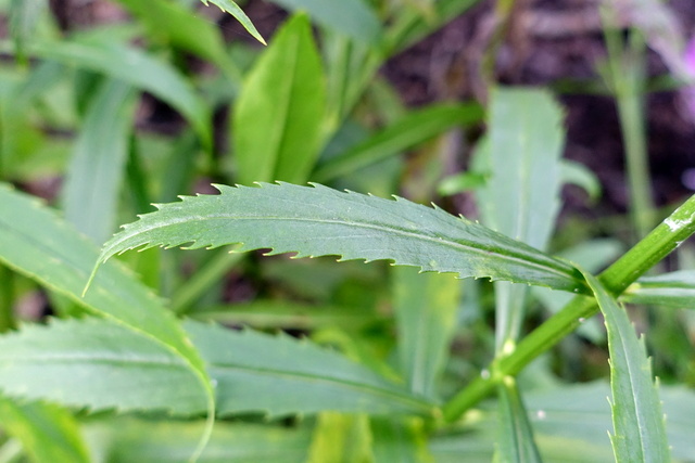 Physostegia virginiana - leaves