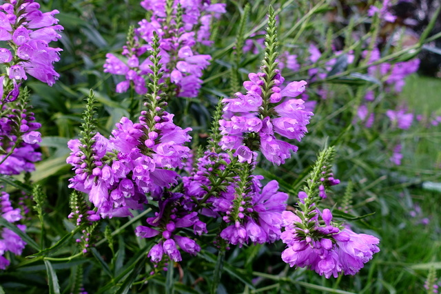 Physostegia virginiana - plants