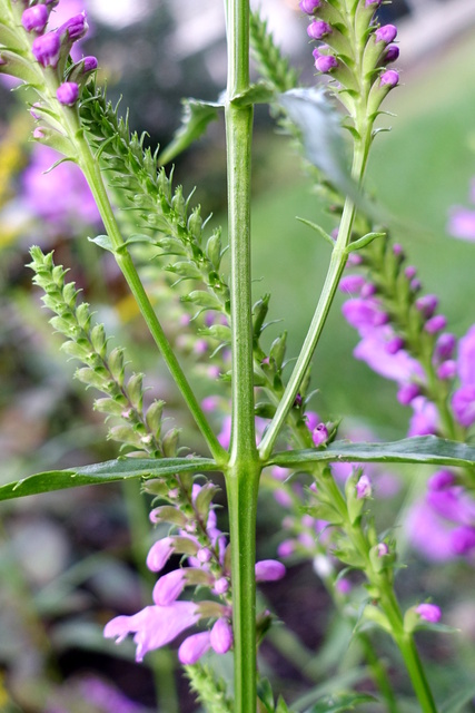 Physostegia virginiana - stem