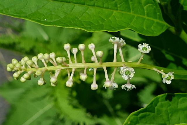 Phytolacca americana