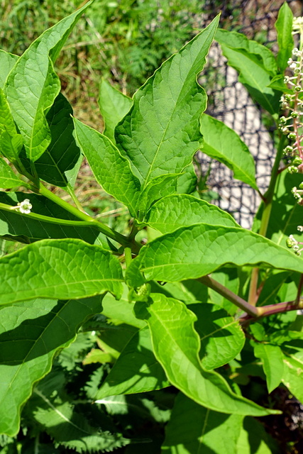 Phytolacca americana - leaves