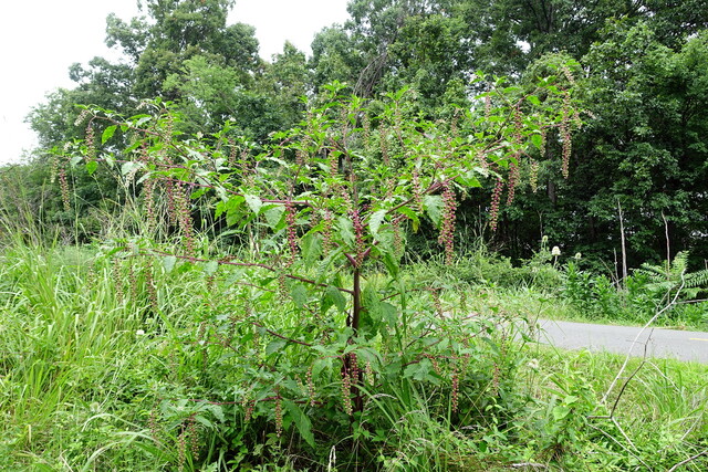 Phytolacca americana - plant