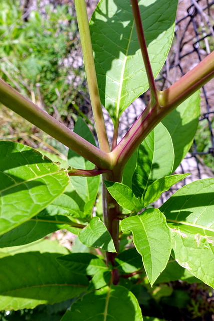 Phytolacca americana - stem