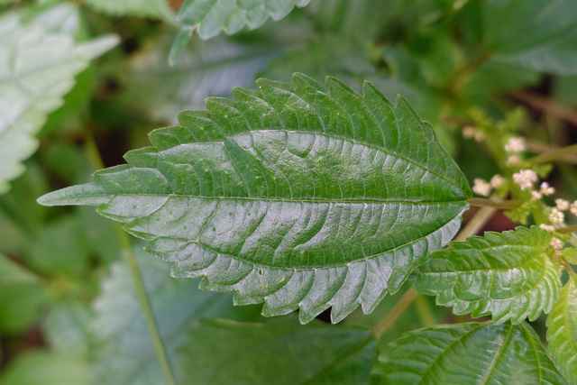 Pilea pumila - leaves