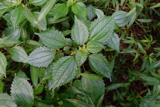 Pilea pumila - plant