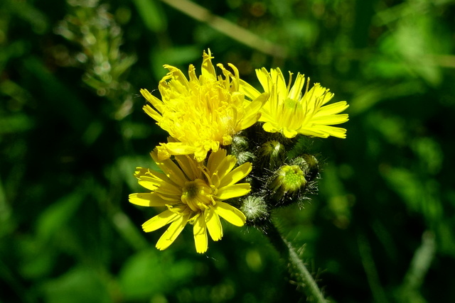 Pilosella caespitosa