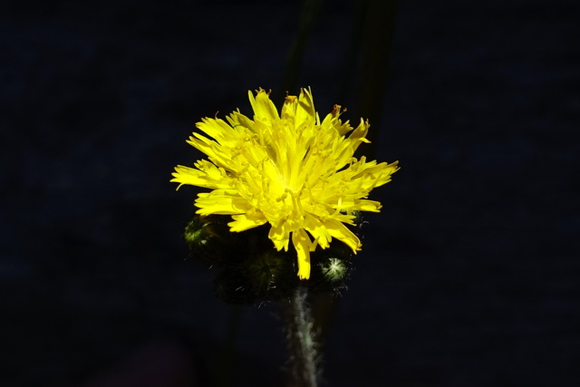 Pilosella caespitosa