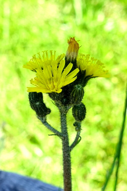 Pilosella caespitosa